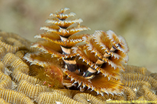 Christmas tree worm